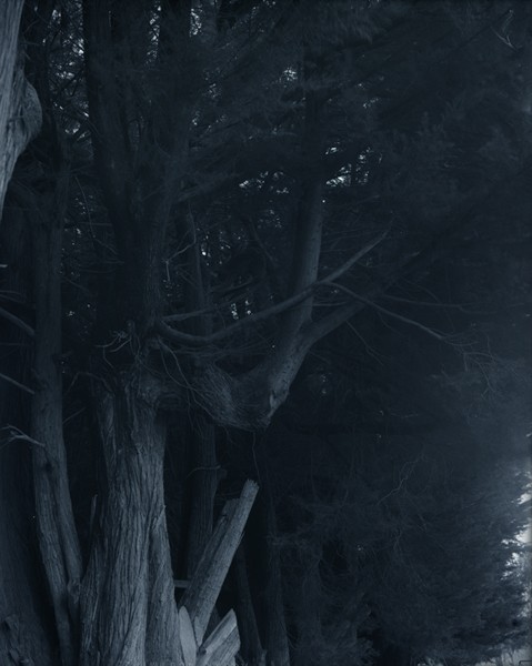 Untitled (trunks), 2011