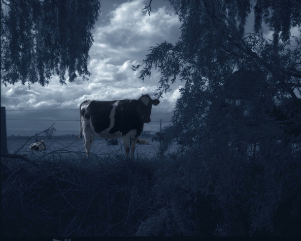 Untitled (cow), 2011