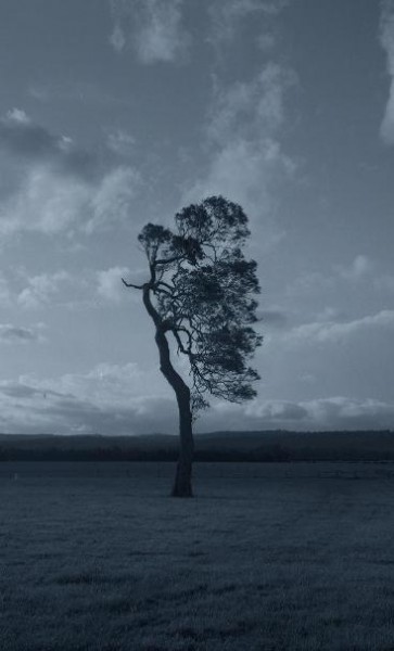 Untitled (lopsided tree), 2011